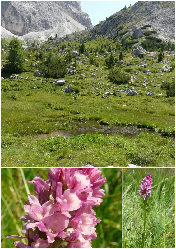 Una giornata a Valparola. Dactylorhiza, Nigritella e grandi montagne!